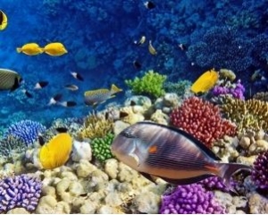 养鱼，水族箱需要什么设备？